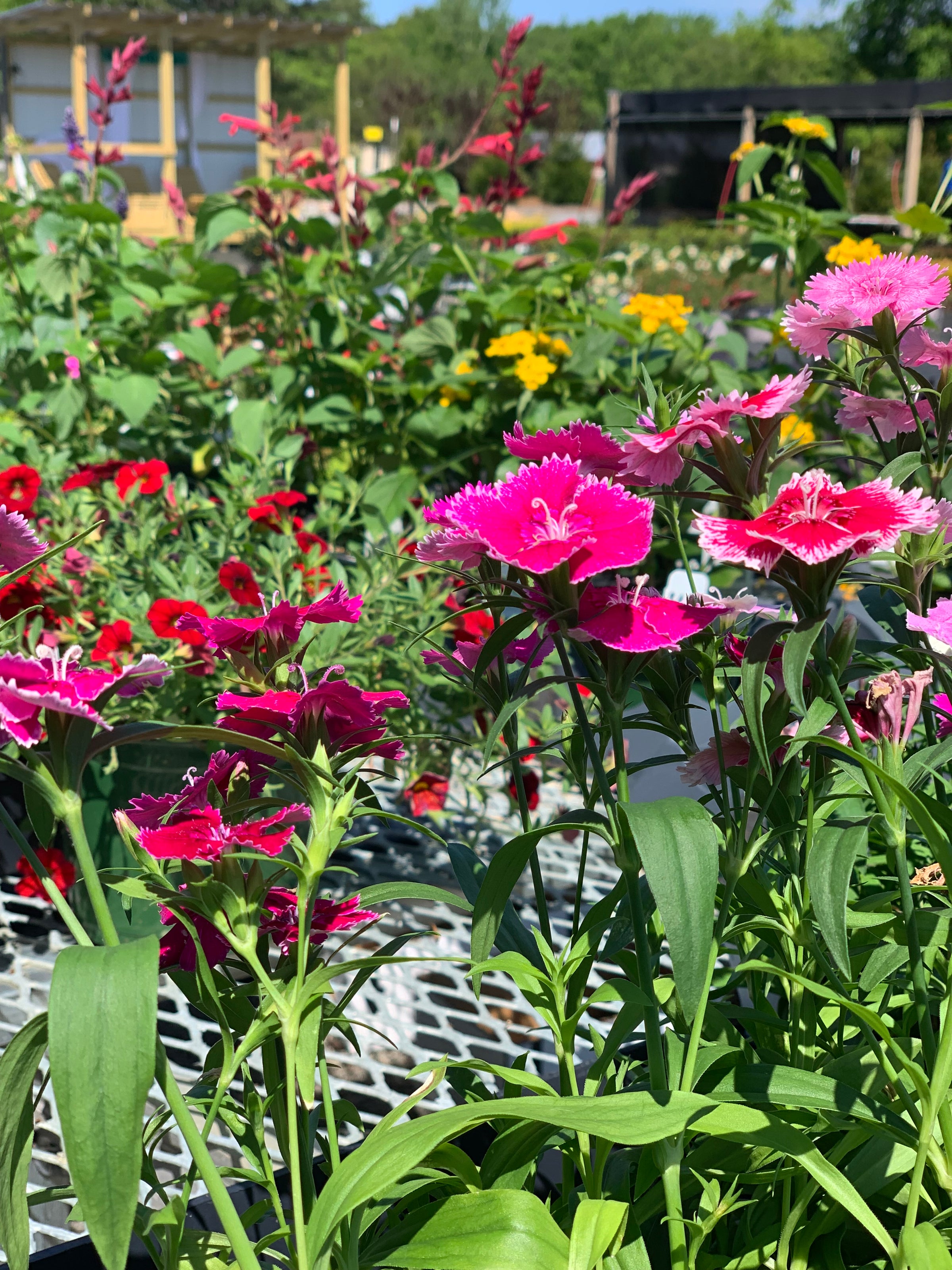 Home Poague Tree Farm & Nursery